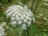 th_ノラニンジン Queen Anne's lace.jpg