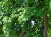 th_セイヨウトチノキ(マロニエ）Conker tree.jpg